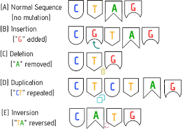 Abb.1: Typen von Genmutationen