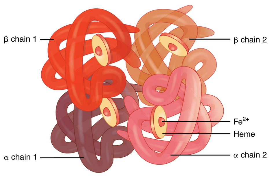 Abb.4: Modell der Struktur des Hämoglobin-Proteins aus 4 Untereinheiten, von denen jeweils 2 identisch sind